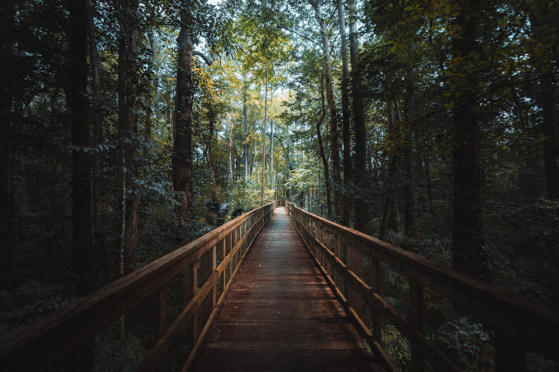 Wooden Bridge in the Woods 